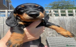 Miniature Dachshund dogs for sale: Beautiful Miniature Daschunds  - Image 28