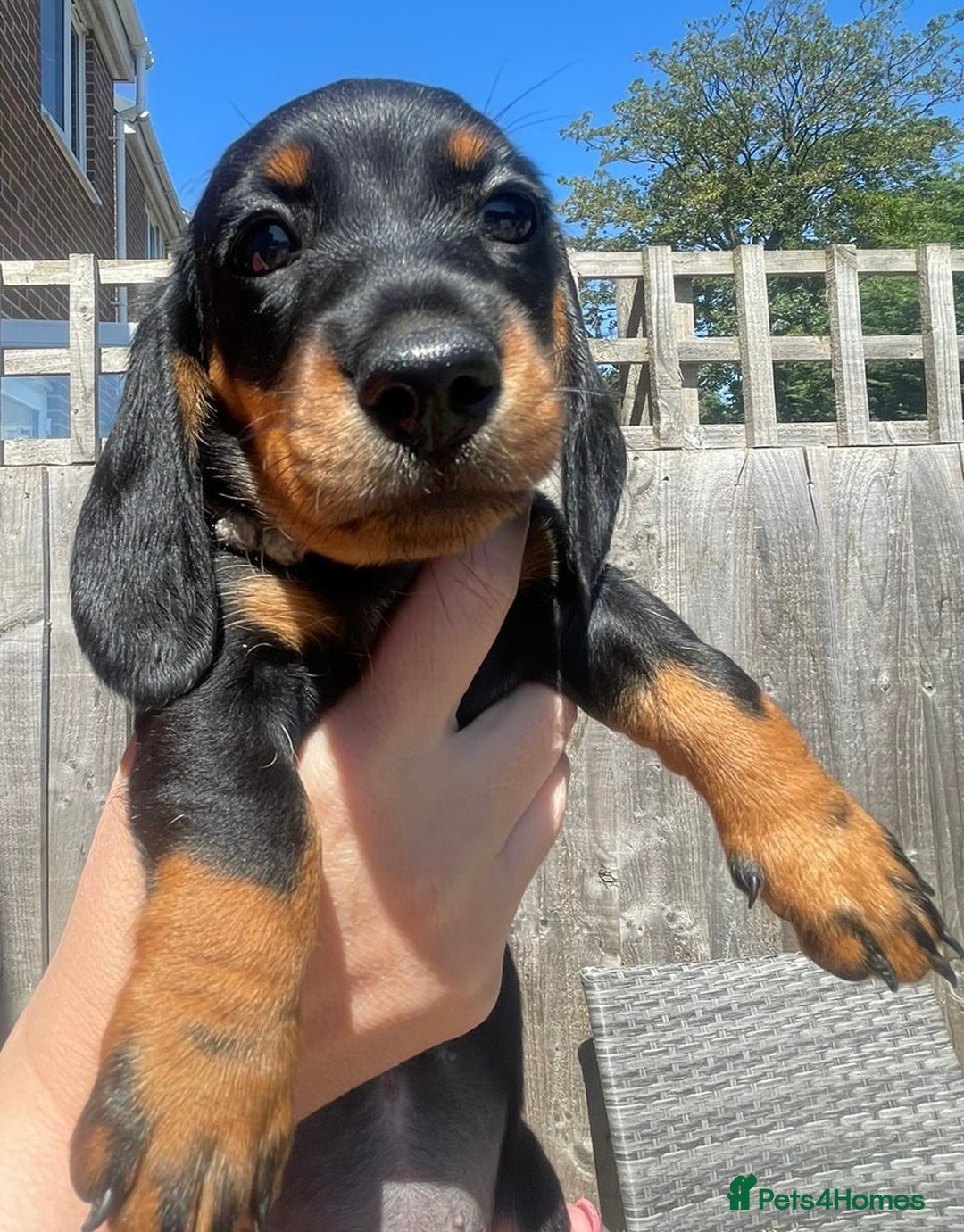 Miniature Dachshund dogs for sale: Beautiful Miniature Daschunds  - Image 28