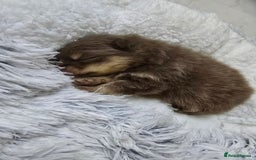 Pomeranian dogs for sale: Pomeranian puppies  - Advert 5