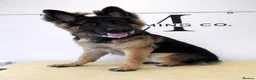 German Shepherd dogs for sale: 8 month old gsd  in Sudbury - Advert 1
