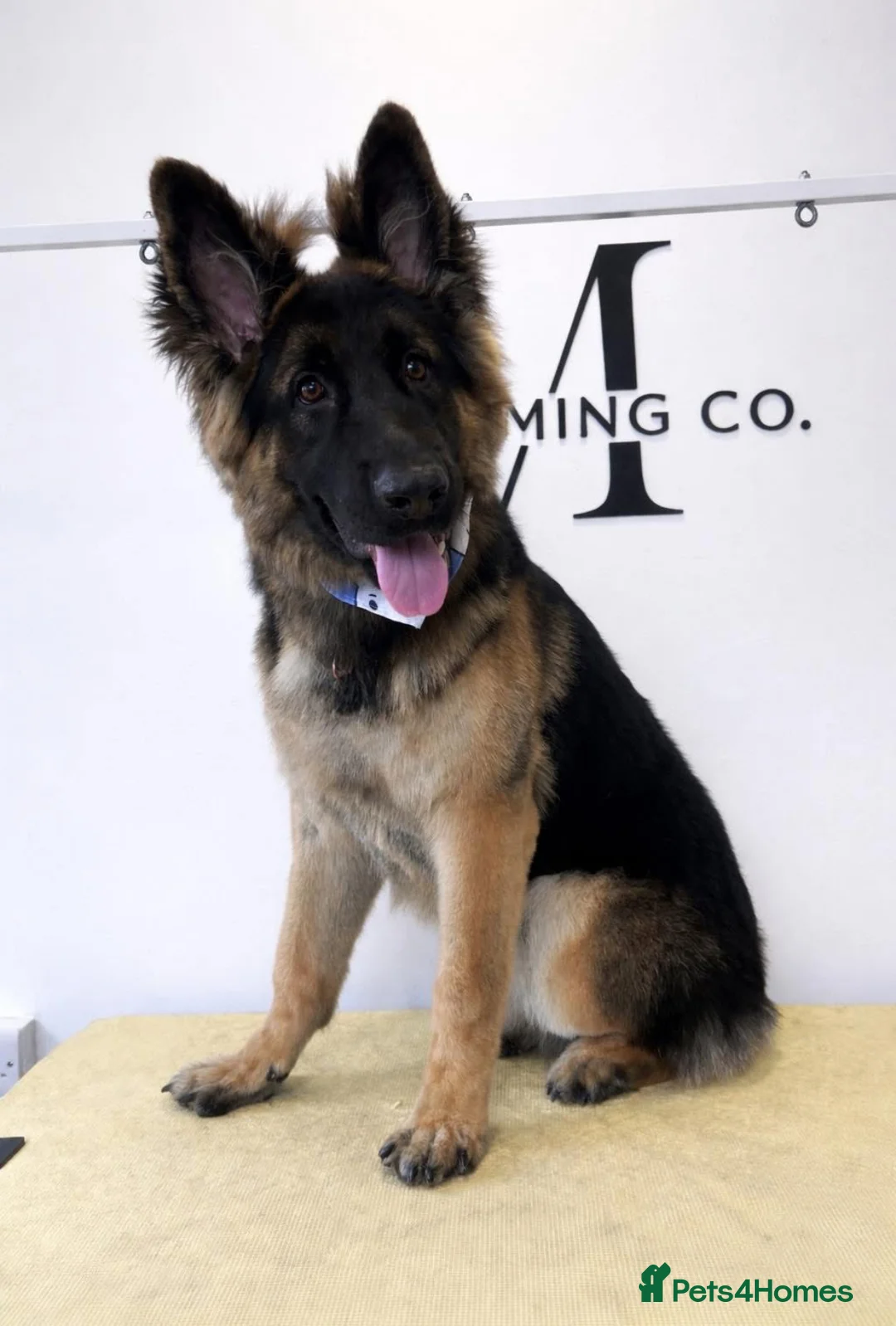 German Shepherd dogs for sale: 8 month old gsd  in Sudbury - Advert 1