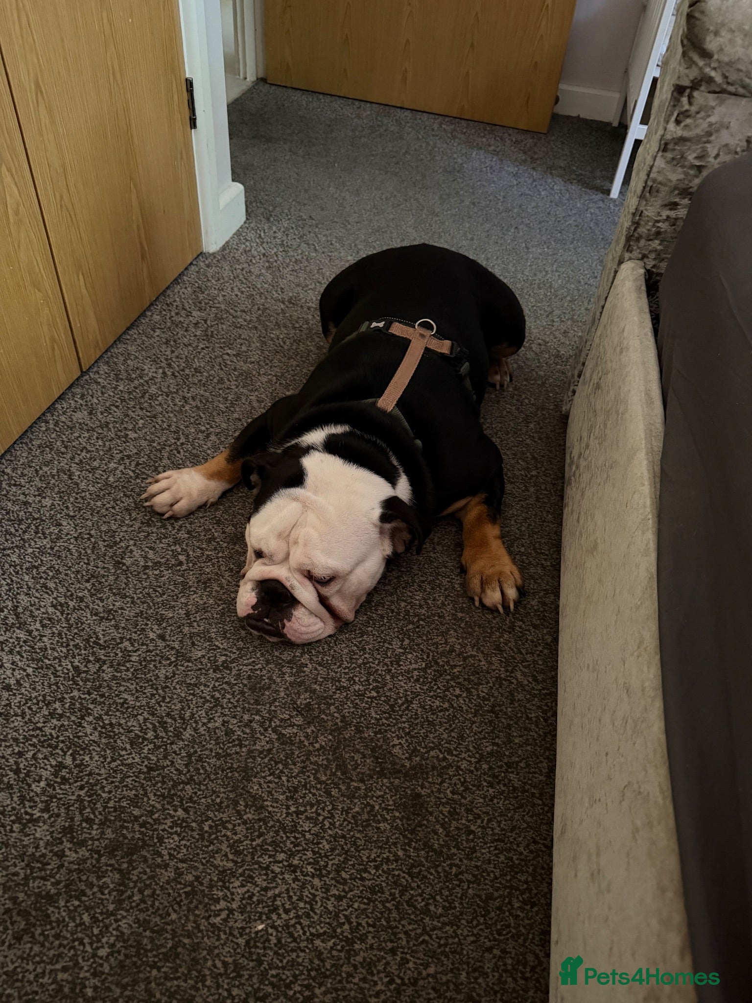 English Bulldog dogs English bulldog  - Advert 2