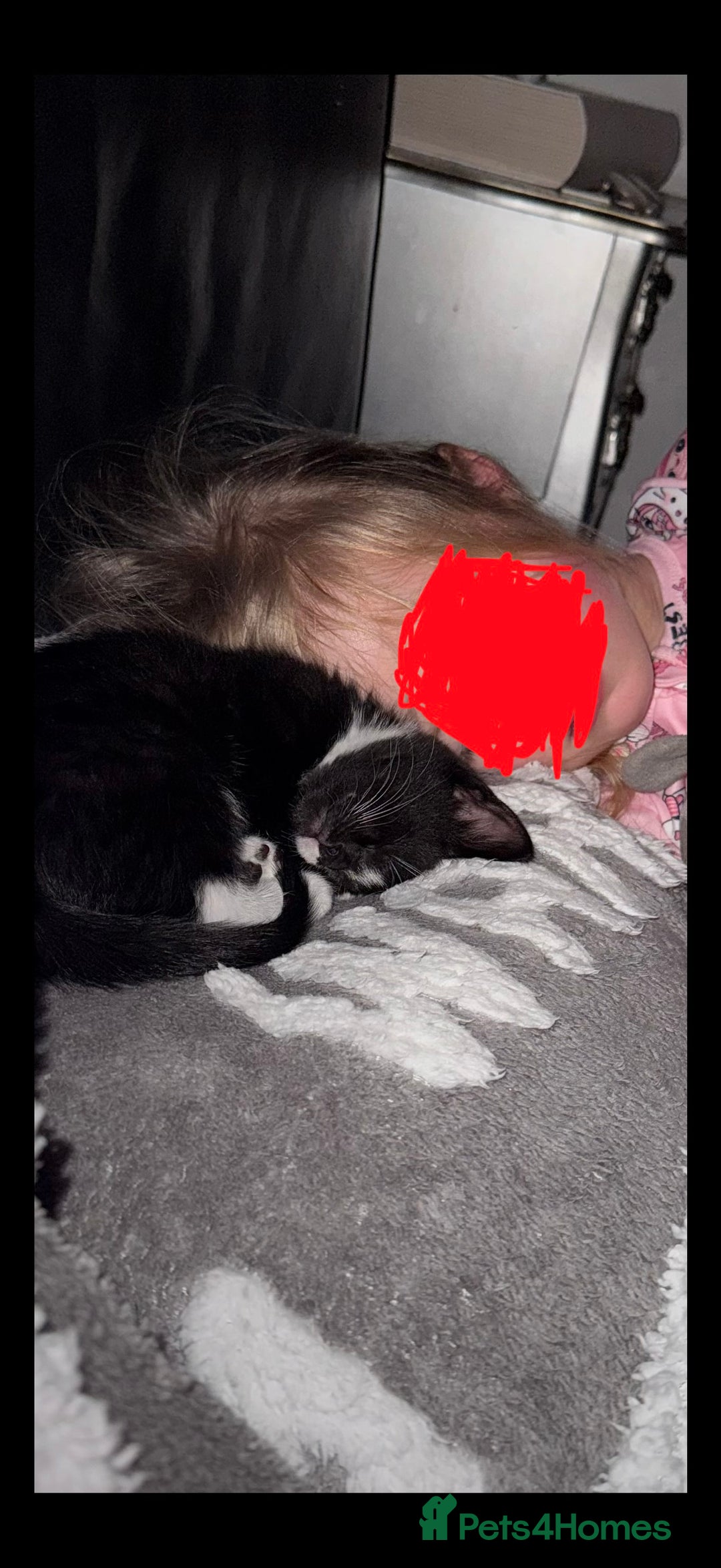 Mixed Breed cats for sale: Beautiful little boy needing new home asap - Advert 4