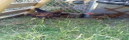 Chickens poultry for sale: x4 Gold Laced Wyandotte Cockerels  - Advert 2