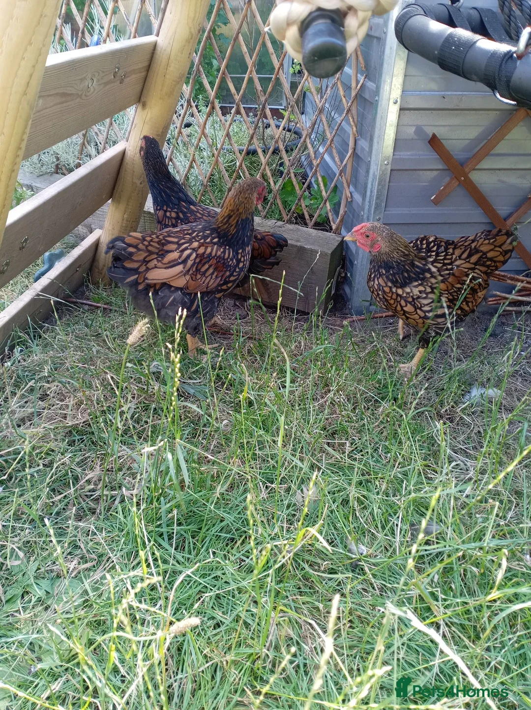 Chickens poultry for sale: x4 Gold Laced Wyandotte Cockerels  - Advert 2