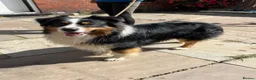 Australian Shepherd dogs for sale: Australian Shepherd Puppies  - Advert 40