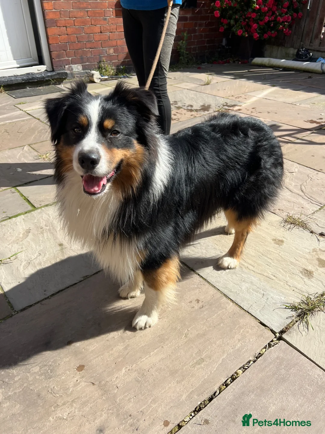 Australian Shepherd dogs for sale: Australian Shepherd Puppies  - Advert 40