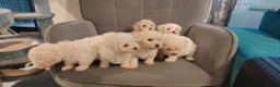 Poochon dogs for sale: Miniature poochon  - Advert 4