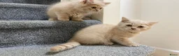 British Shorthair cats for sale:  GCCF British Longhair boy ready now  - Advert 16