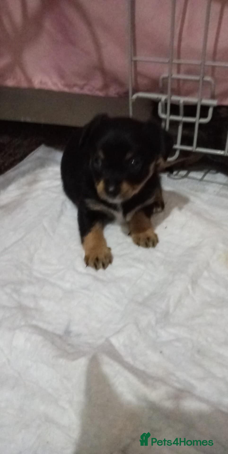 Miniature Pinscher dogs For Sale  - Advert 2