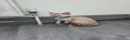 Bengal cats for sale: ACTIVE SNOW BENGAL KITTEN BLUE EYES TICA REGISTER - Advert 4