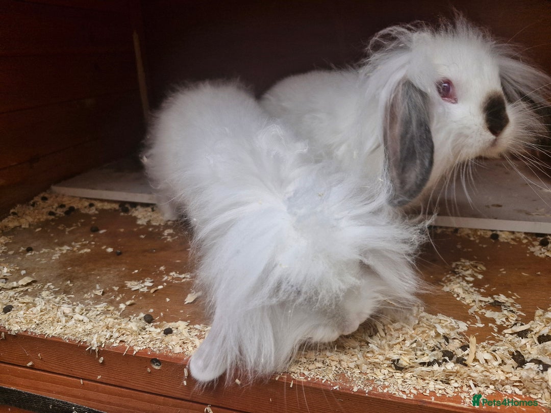 Lionhead rabbits for sale: 2 white lion heads looking for their forever home  - Image 2