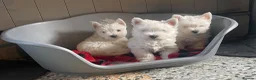 West Highland Terrier dogs for sale: Beautiful Westie’s for sale  - Advert 5