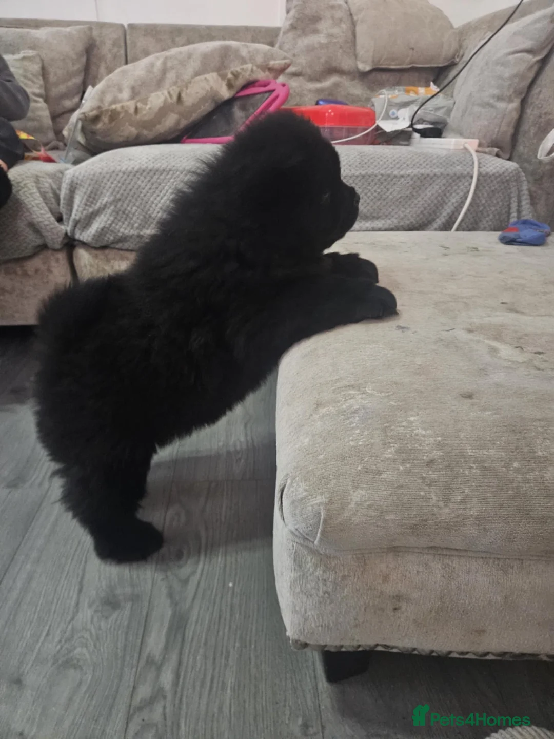 Chow Chow dogs for sale: Chow chow male 10 months in Walsall - Advert 4