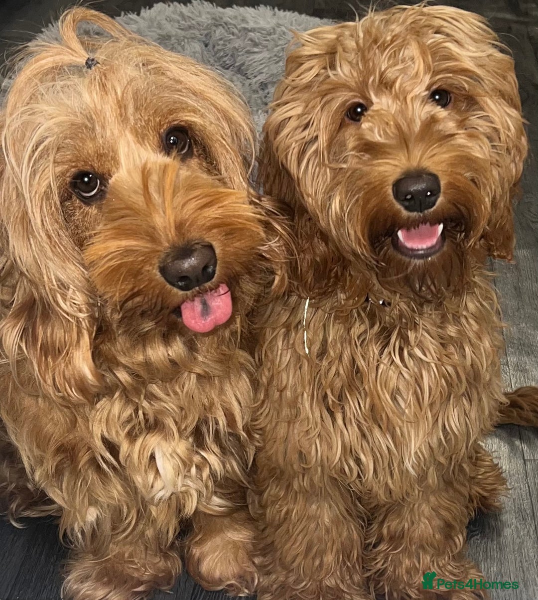 Cockapoo dogs for sale: 5 Absolutely gorgeous Fox Red Cockapoo Puppies - Image 2