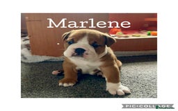 English Bulldog dogs for sale: English Bulldog puppies - Image 3