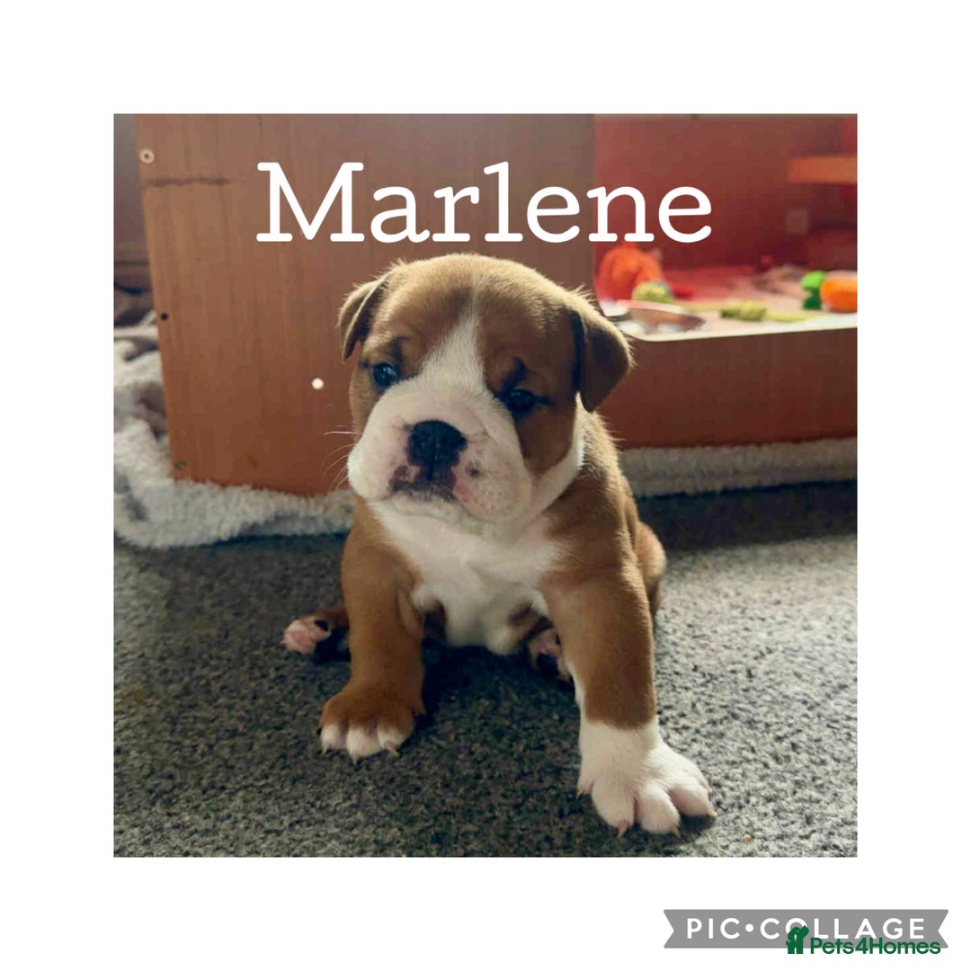 English Bulldog dogs for sale: English Bulldog puppies - Image 3