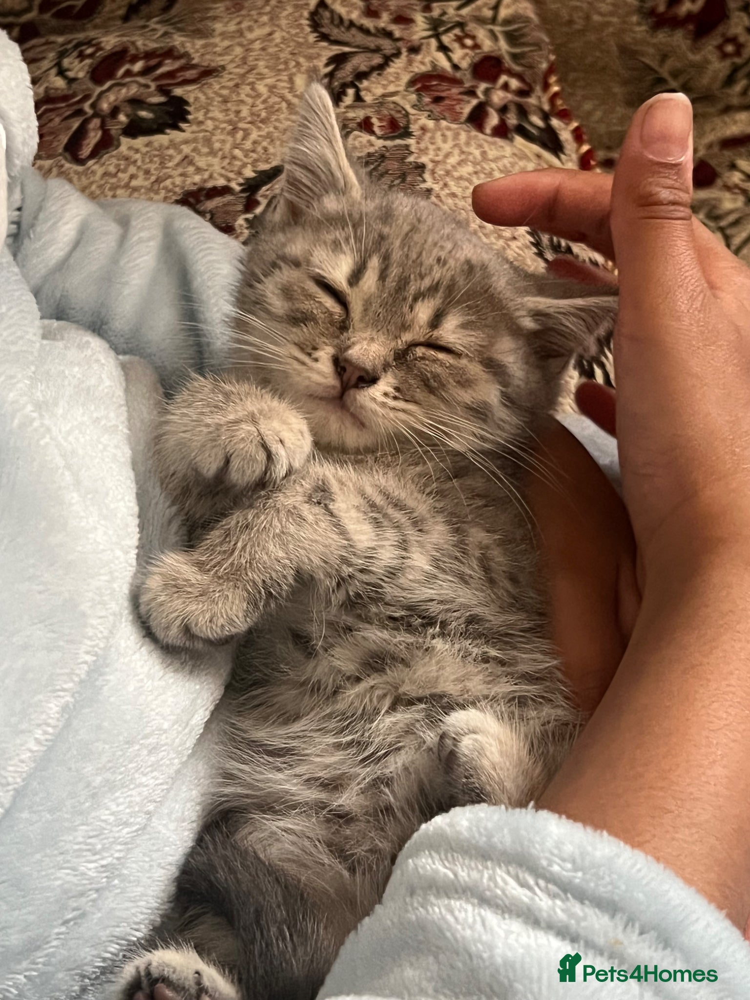 British Shorthair cats for sale: Grey stripe British short hair kitten - Advert 8