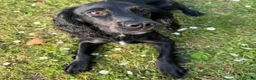 Cocker Spaniel dogs for sale: Female Cocker Spaniel in Llanerchymedd - Advert 5