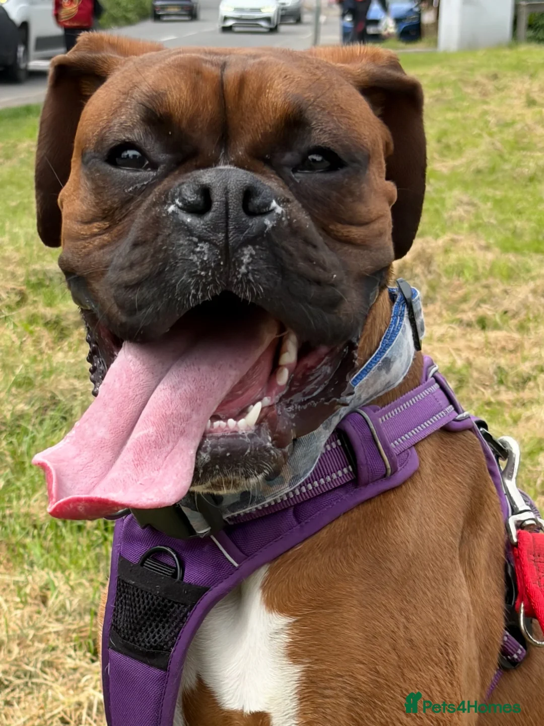Boxer dogs for sale: Boxer puppy, 10 months in Leicester - Advert 2
