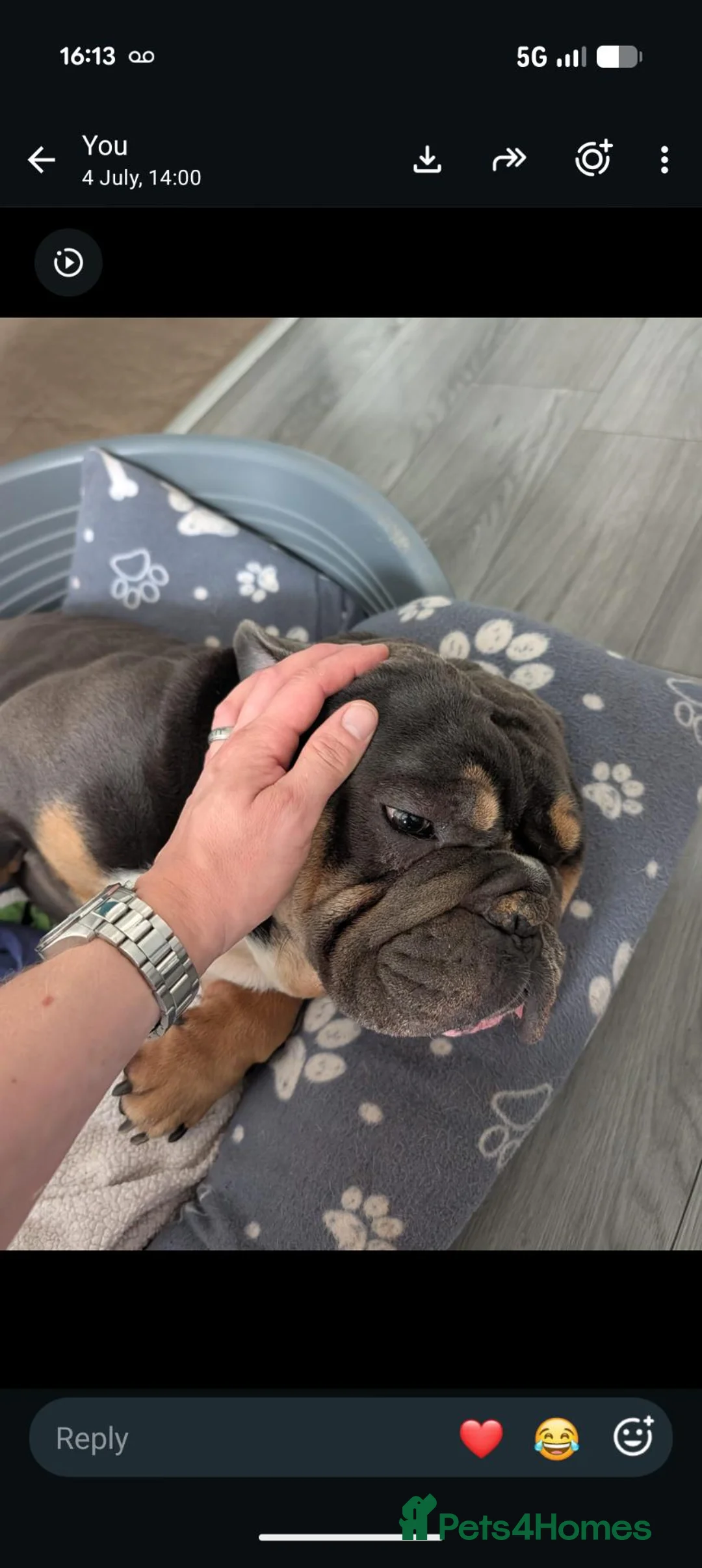 English Bulldog dogs for sale: English bulldog  - Advert 1