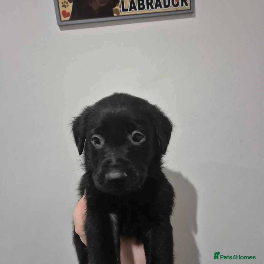 Labrador Retriever dogs for sale: 1 boy left! Kc registered labradors! - Advert 2