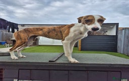 Greyhound dogs for sale: 2 Female Greyhounds - Image 2