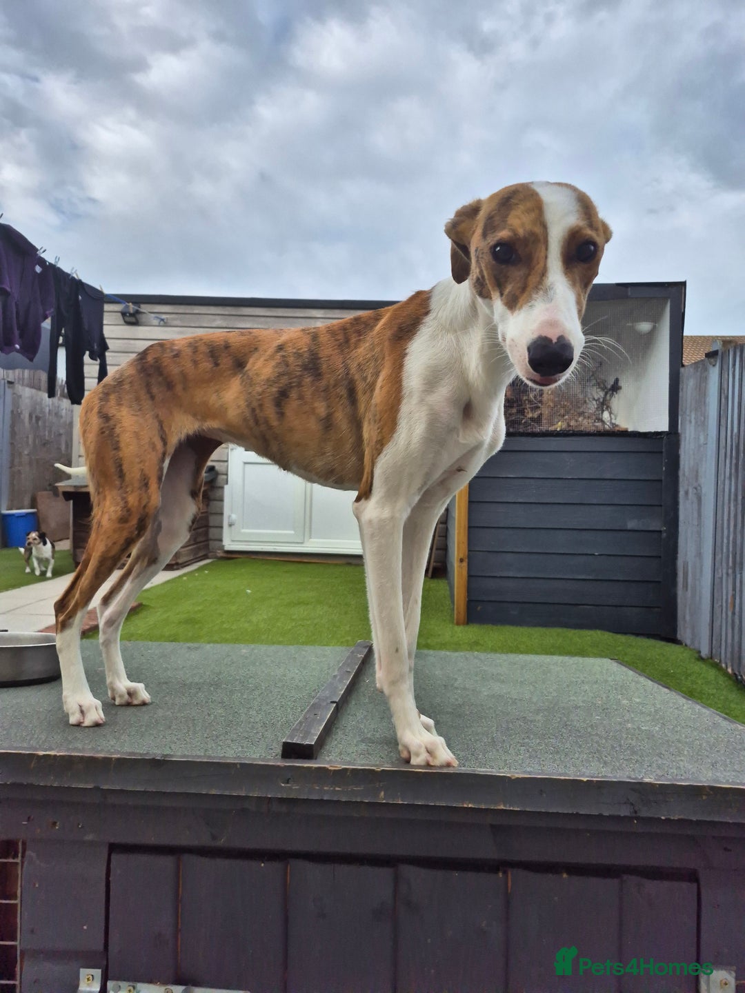 Greyhound dogs for sale: 2 Female Greyhounds - Image 2