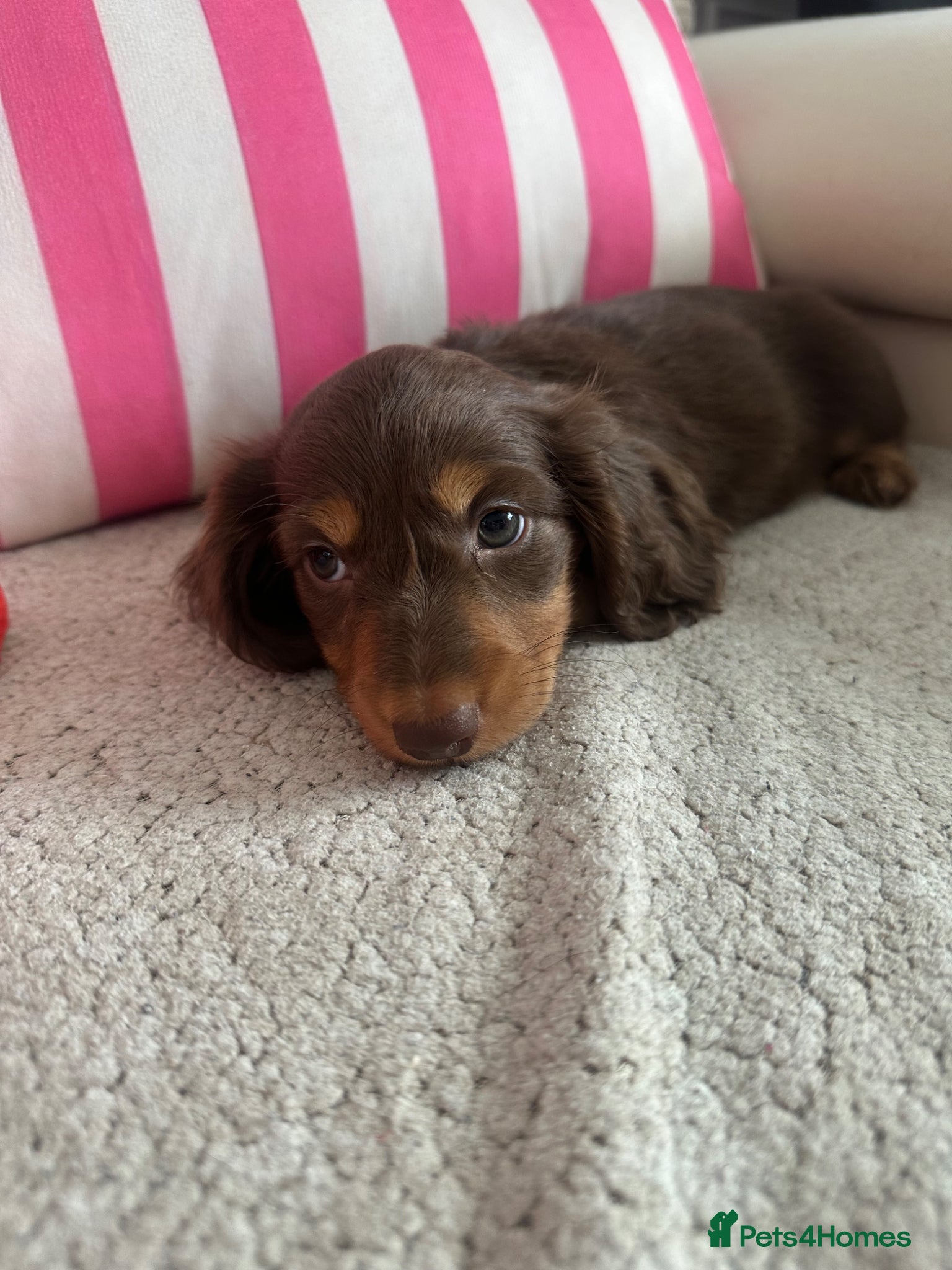 Miniature Dachshund dogs Last beautiful long haired miniature daxi boy  - Advert 3