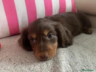 Miniature Dachshund dogs Last beautiful long haired miniature daxi boy - Advert 3
