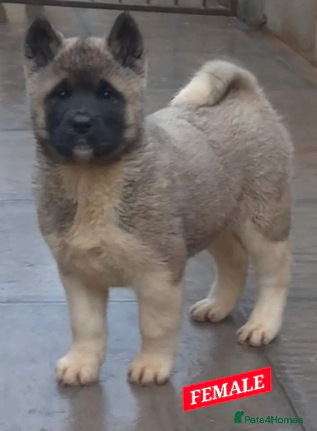 Akita dogs for sale: AMERICAN AKITA FEMALES BLACK MASK BEARS - Advert 14