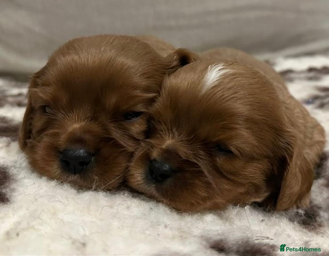 Cavalier King Charles Spaniel dogs for sale: K C registered Ruby Cavaliers - health tested  - Advert 3