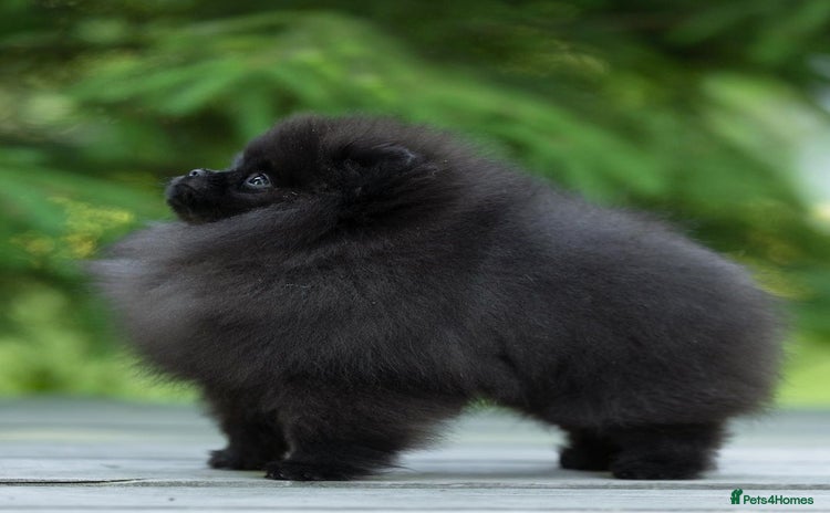 Pomeranian dogs in Burgess Hill - Advert 2