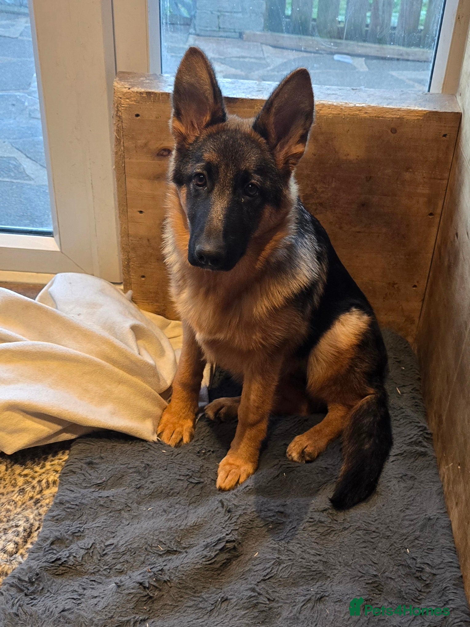 German Shepherd dogs KC REGISTERED GERMAN SHEPHERD PUPPIES (last puppy) - Advert 12