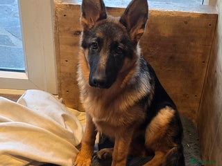 German Shepherd dogs KC REGISTERED GERMAN SHEPHERD PUPPIES (last puppy) - Advert 17