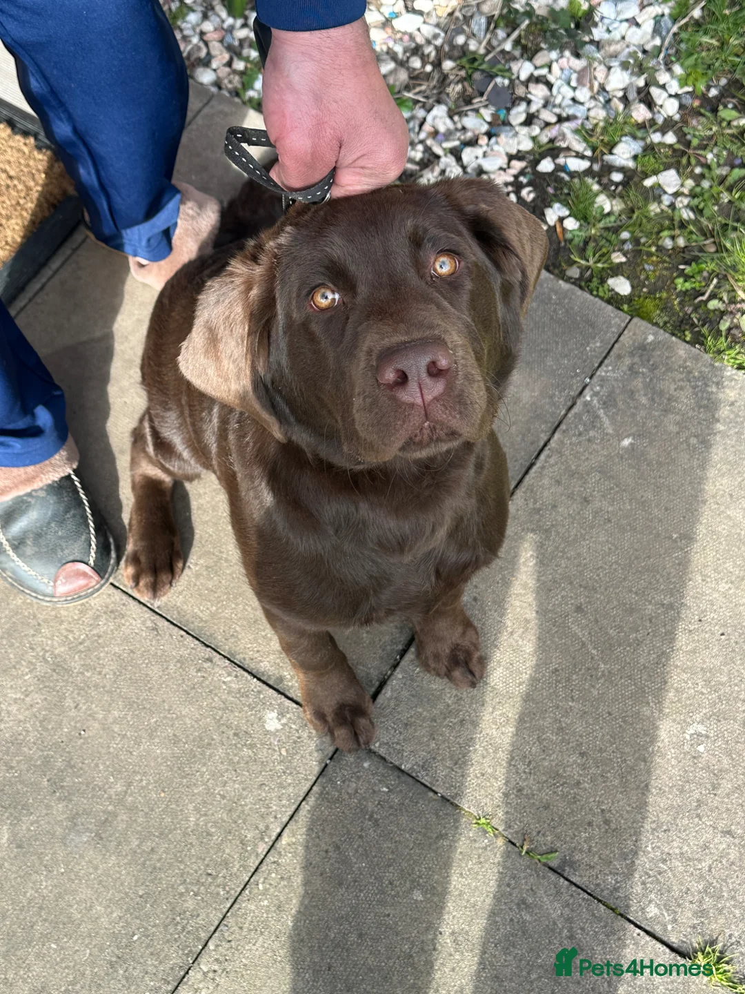 Labrador Retriever dogs for sale: Labrador retriever  - Advert 1