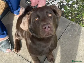 Labrador Retriever dogs Labrador retriever - Advert 1