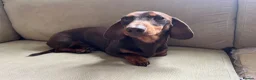 Miniature Dachshund dogs for sale: 4 miniature dachshunds - Advert 32