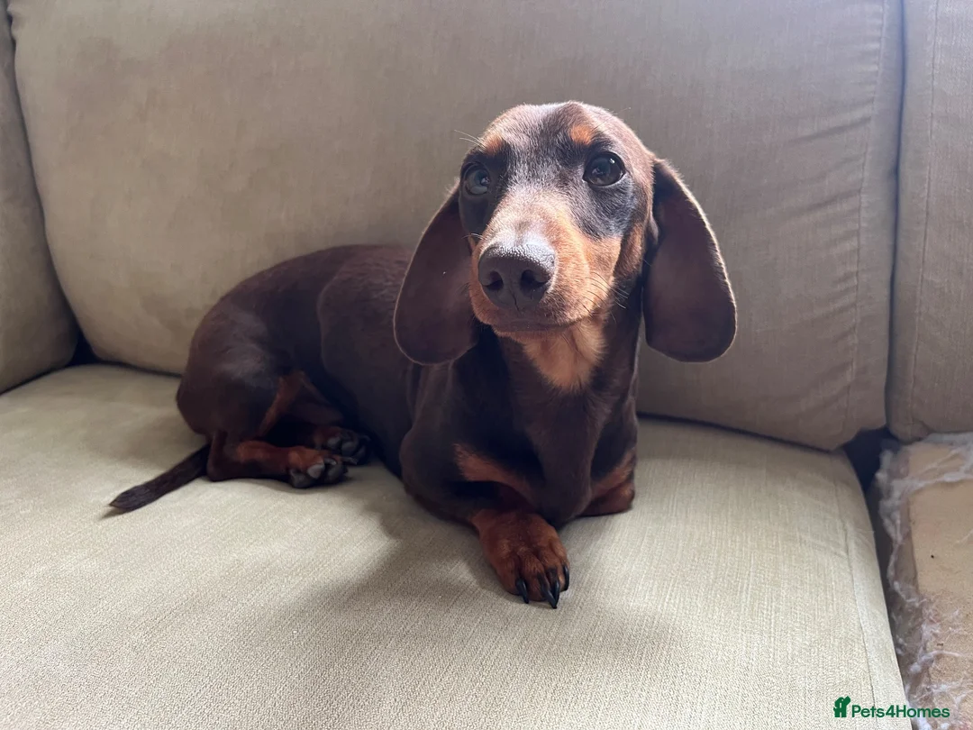 Miniature Dachshund dogs for sale: 4 miniature dachshunds - Advert 32