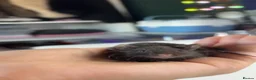 Mouse rodents for sale: 4 female mice and full setup in Luton - Advert 2