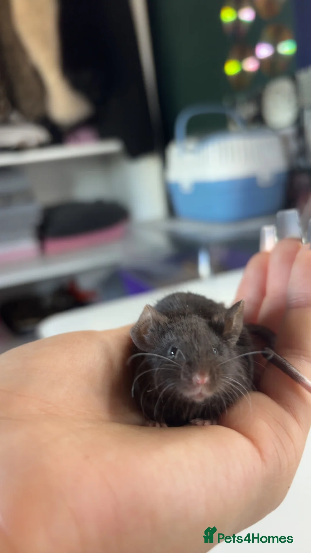 Mouse rodents for sale: 4 female mice and full setup in Luton - Advert 2