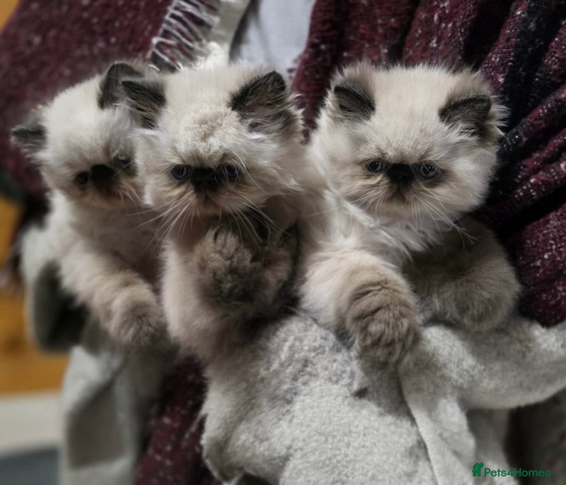 Persian cats Himalayan Persian Kittens  - Advert 4