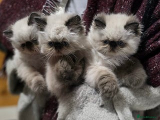 Persian cats Himalayan Persian Kittens - Advert 4