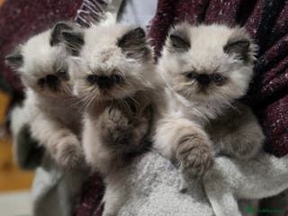 Persian cats Himalayan Persian Kittens - Advert 3