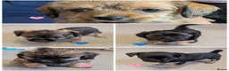 Mixed Breed dogs for sale: Puppies  - Advert 1