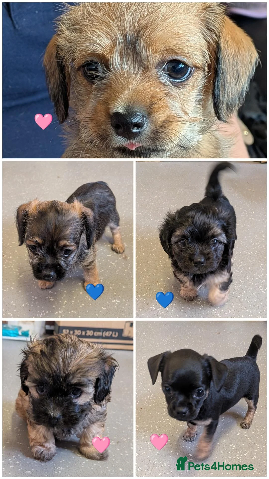 Mixed Breed dogs for sale: Puppies  - Advert 1
