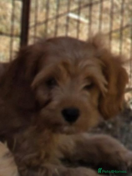 Cavapoo dogs Quality,Home reared cavapoo puppies - Advert 2