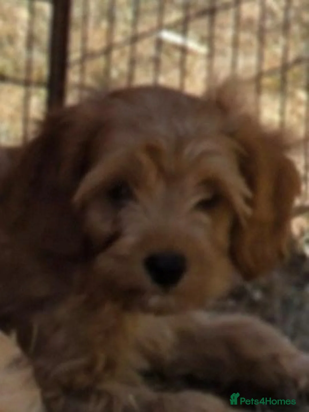 Cavapoo dogs for sale: Quality,Home reared cavapoo puppies - Advert 2