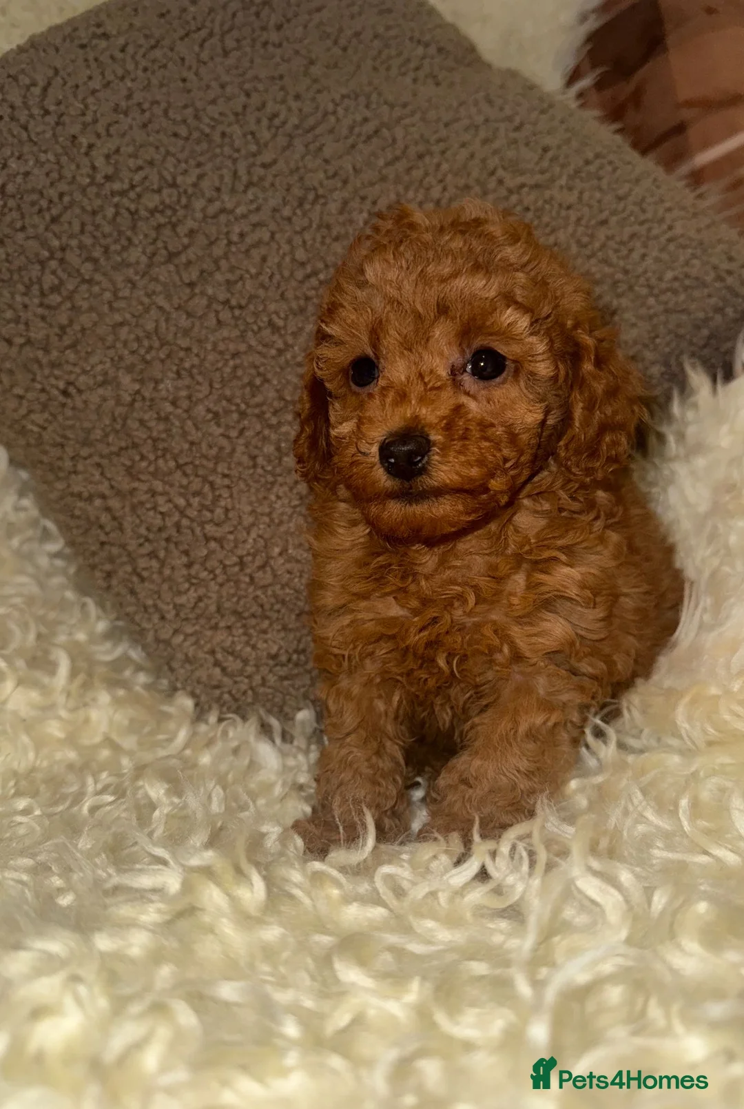 Toy Poodle dogs for sale: ❤️❤️Deep Red Petite KC Toy Poodles❤️❤️ - Advert 18
