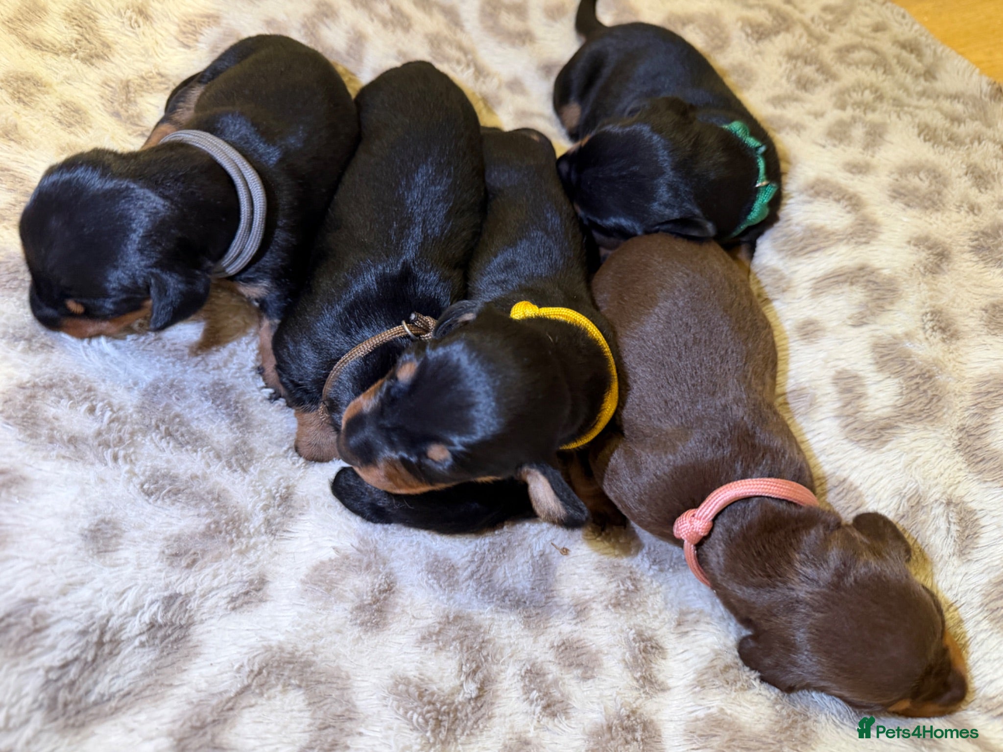 Dachshund dogs Dachshund Puppies - Ready to reserve - Advert 14